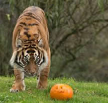 Sumatran Tiger with Pumpkin by Dave Rolfe