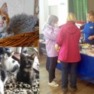 Cats Protection win £500 Udopt Prize
