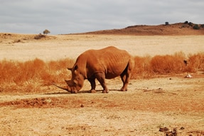 New Methods to Protect the Rhino