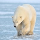 Help WWF Save the Polar Bear