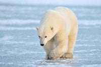 Help WWF Save the Polar Bear