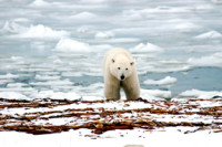 Call for Ban on Polar Bear Products
