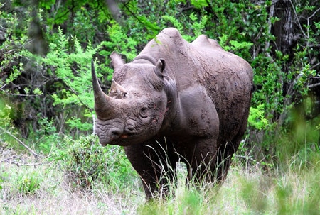 Black Rhino