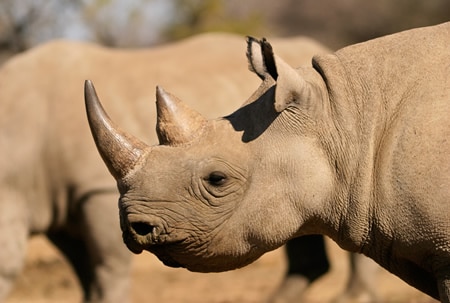 Black Rhino