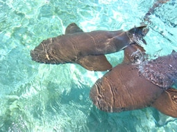 Thousands of Sharks of the Coast of Florida