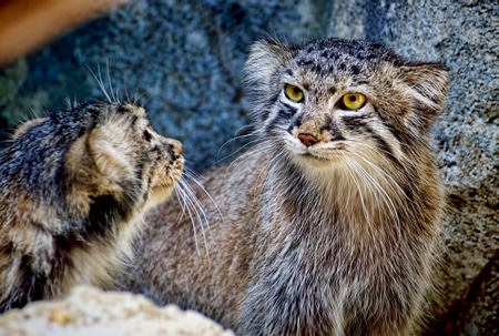 Aspinall Pallas Cats