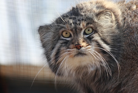 Pallas Cat