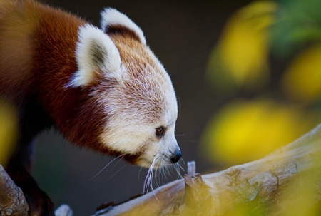 Red Panda