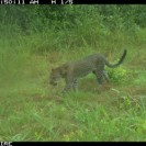 Leopard Caught on Camera