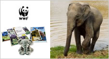 Adopt an Elephant