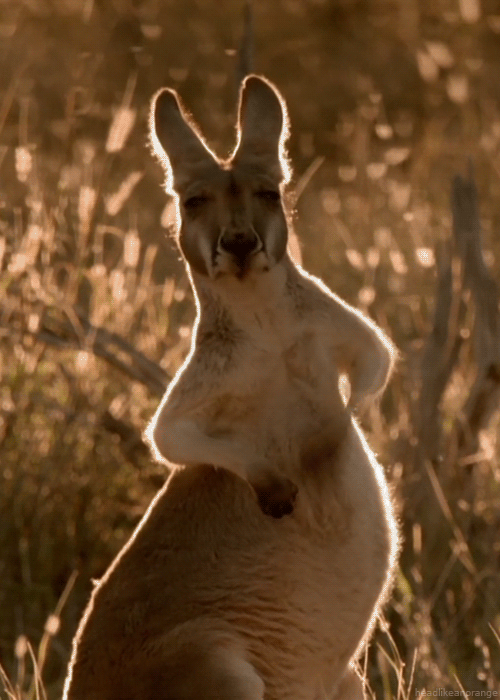Kangaroo having a scratch