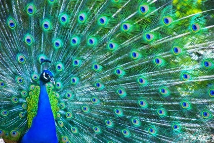 Perfect Peacocks