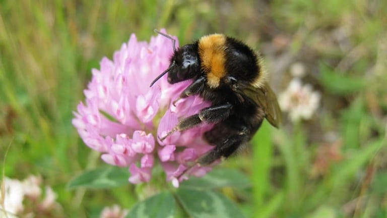 Short Hair Bumblebee Returns to the UK