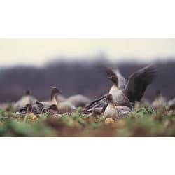 RSPB Raises Objections To Government Fracking Policy