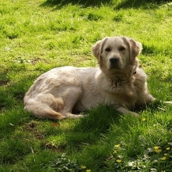 Guide Dogs For The Blind Seeks Friends In High Places