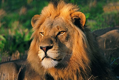 adopt a lion today at