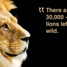 Adopt a lion