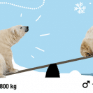 Polar bear infographic