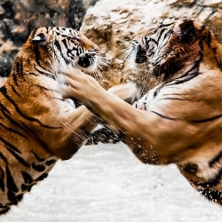 tiger