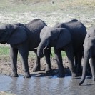 Elephants Capable Of Empathy
