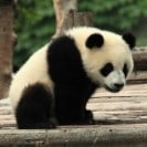 Fun Facts About The Panda