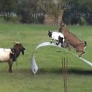 Goats having fun!