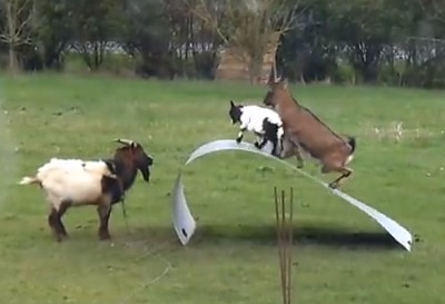 Goats having fun!