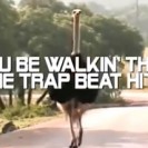 See an Ostrich Get Down when the Beat Drops