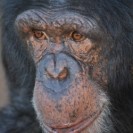 Chimpanzee Outperforms Humans In Maze Simulation