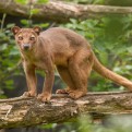 Adopt a fossa