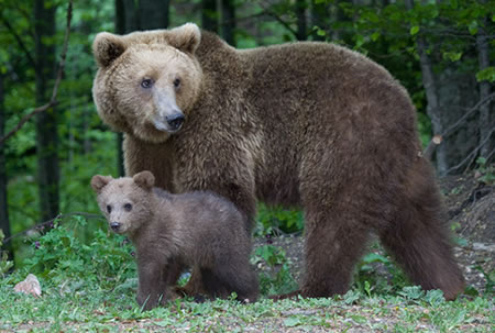 Bear