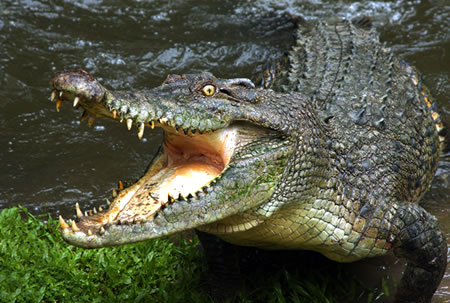 Crocodile