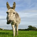 Adopt a Donkey