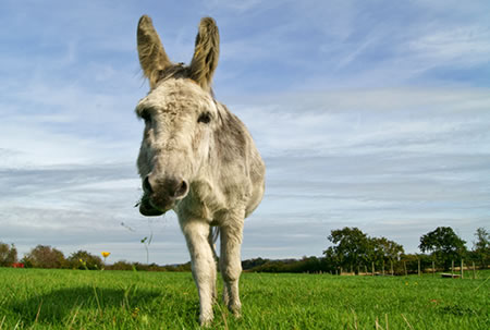 Adopt a Donkey