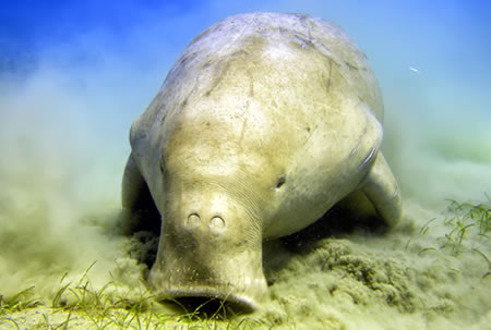 Dugong / Manatee