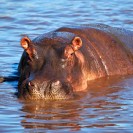 Hippo