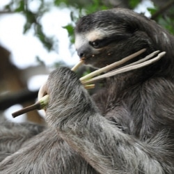 Fun Facts About The Sloth