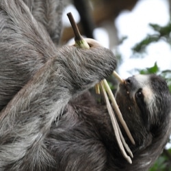 Fun Facts About The Sloth