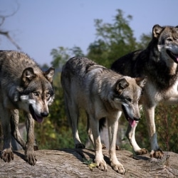 Who Knew? Yawning Is Contagious For Wolves