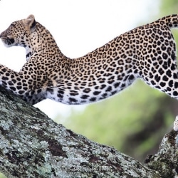 Leopards Like To Feed On Domesticated Dogs