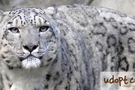 snowLeopardFB