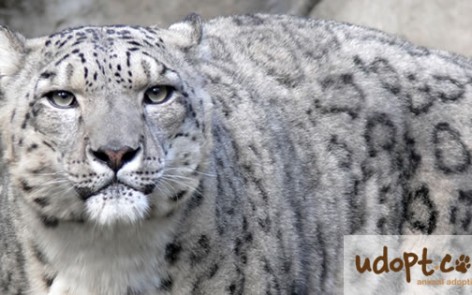 Adopt a Snow Leopard online at udopt.co.uk