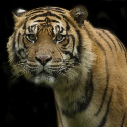 tiger