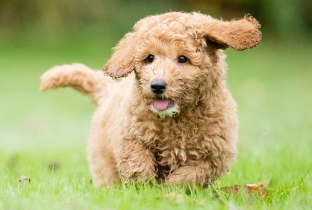 Sponsor a Puppy Elmo