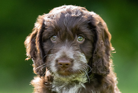 Sponsor a puppy sprout