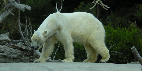 Polar Bear Numbers Falling Drastically North Of Alaska