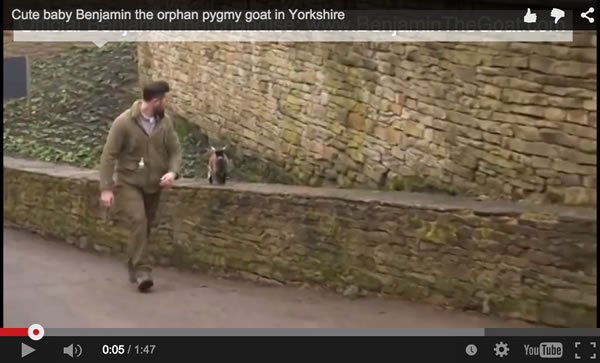 benjamin the goat