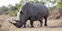 Only 5 Northern White Rhinos Left On The Planet