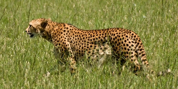 Hunting Cheetahs Depend On Agility Rather Than Speed