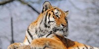 Amur Tiger Numbers Starting To Recover In China